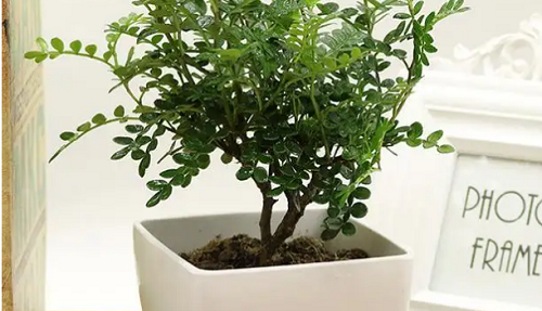 清香木的功效和作用 家里种清香木的功效和作用