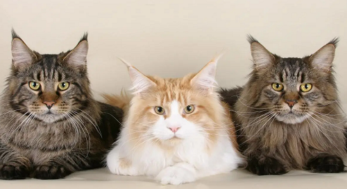 猫不请自来兆头 猫不请自来兆头送走不养可以吗?