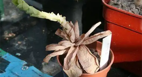 家里的植物死了预示着什么 家里的植物死了的风水预示是什么