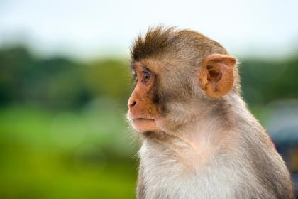 生肖猴2023年下半年运势好不好？每月运程详解