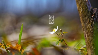 2022年春分是什么时候?是几月几号?