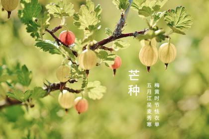 芒种有什么说法与讲究?2022年芒种前属于四月还是五月?