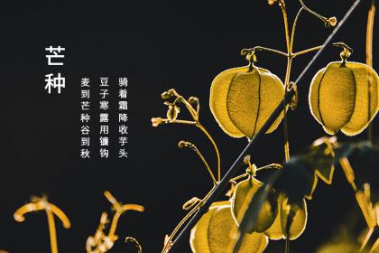 2022芒种结婚好不好?芒种节气要注意什么?