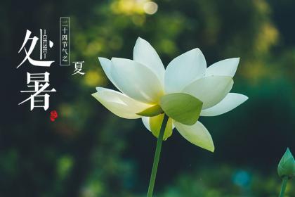 在处暑节气这天出生的不同年份属狗人命理