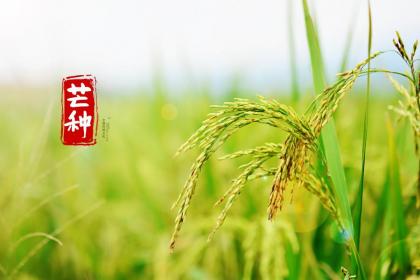 2022年芒种是好日子吗?当天黄历宜忌有什么?
