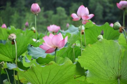 大暑节气要注意什么?大暑古诗词有哪些?