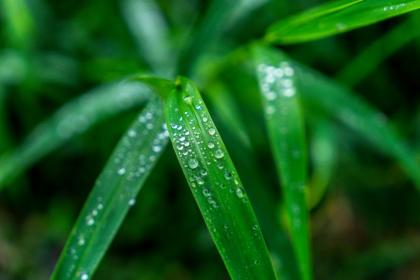 2022虎年白露是哪一天?白露节气谚语有哪些?