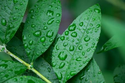 白露是第几个节气?白露代表已经入秋了吗