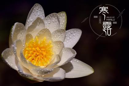 寒露和菊花有什么关系?哪个节气要赏菊花