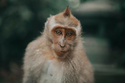 鼠女和猴男婚姻好吗 鼠猴婚姻是什么婚