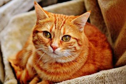 捡到猫咪什么预兆 捡到猫需要做什么
