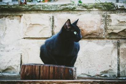 猫和什么属相相克 招财猫有用吗