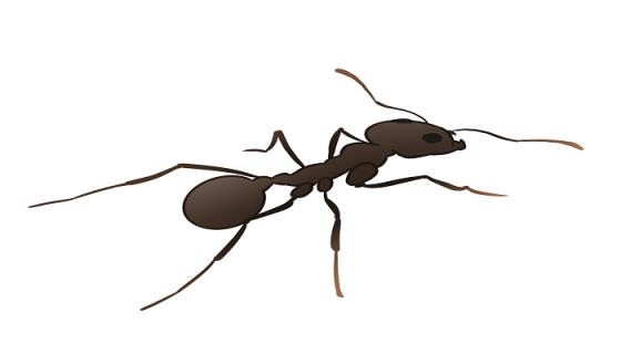 梦见蝼蛄是什么意思 梦见蝼蛄有什么预兆