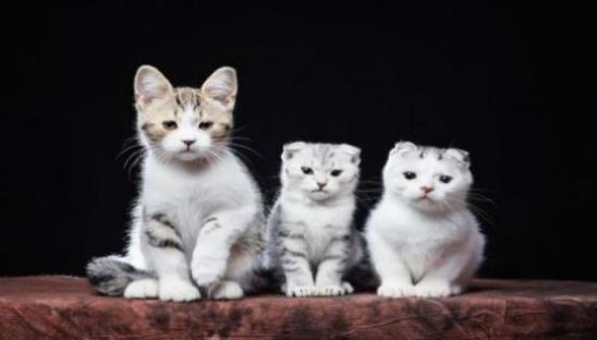 梦见黑猫是什么意思 梦见黑猫有什么预兆