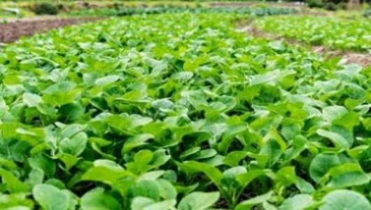 梦见蕨类植物是什么意思 梦见蕨类植物有什么预兆