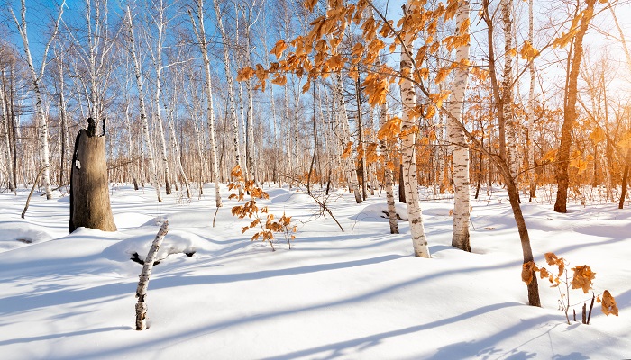 梦见深雪中迷路是什么意思 梦见深雪中迷路有什么预兆
