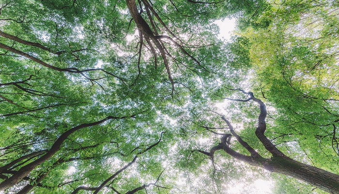 梦见大风吹大树什么意思 梦见大风吹大树预示什么