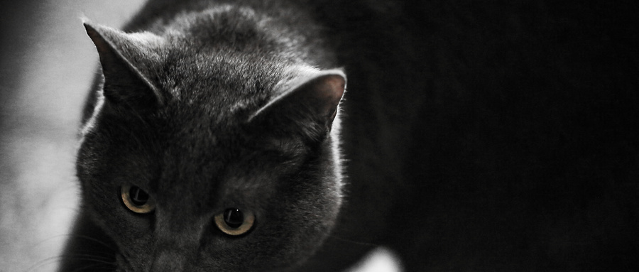 梦见黑猫很温顺什么意思