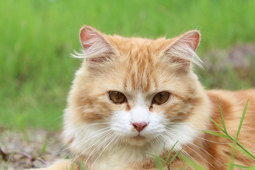 梦见被猫抓伤是什么意思