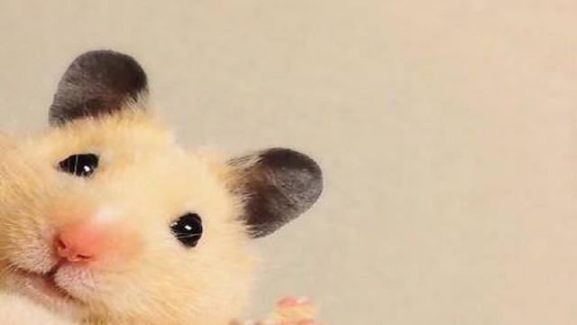 生肖鼠的故事是什么