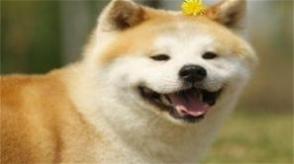 狗和马相配婚姻如何
