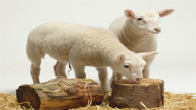 2015年属羊几月出生好