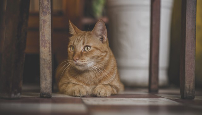 梦见猫进家里是什么预兆呢?