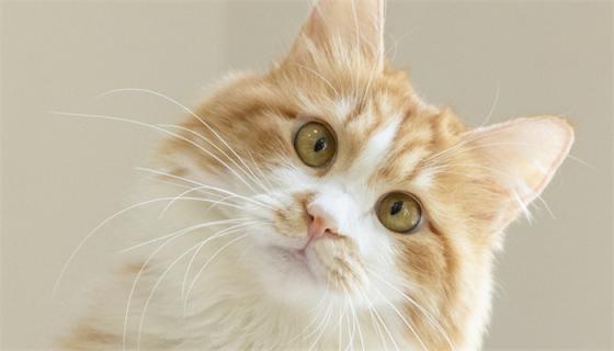 梦到猫最后生了男孩