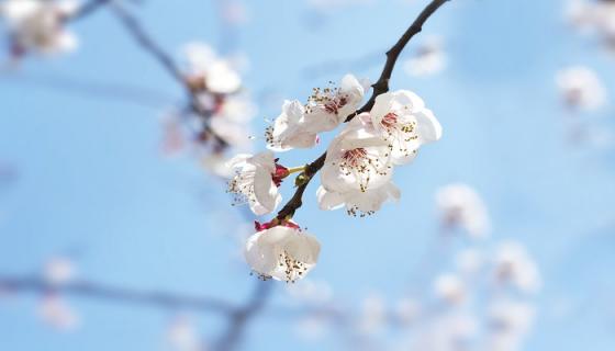 梦见花草是什么意思呢