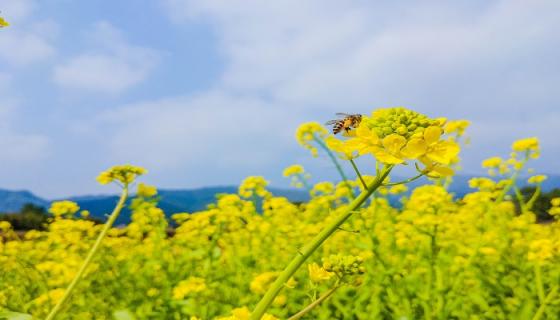 梦见油菜花开了遍地