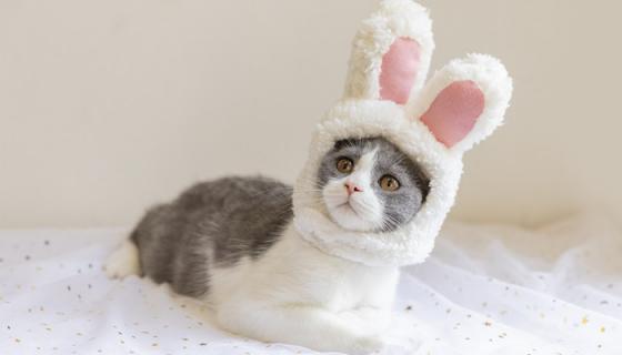 梦见两只猫围着自己转圈