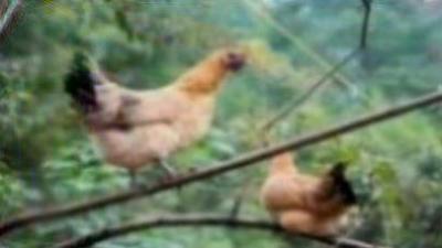 斩尽杀绝指什么生肖