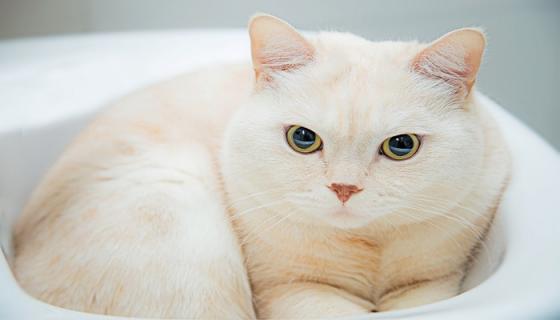 梦到屋里好多猫预示着什么