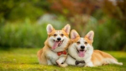 狂妄自大的生肖