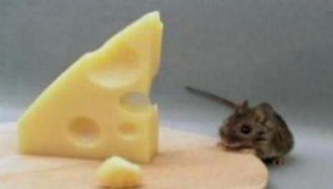 作奸犯科什么生肖