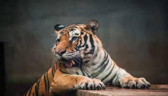 野外打猎代表什么生肖