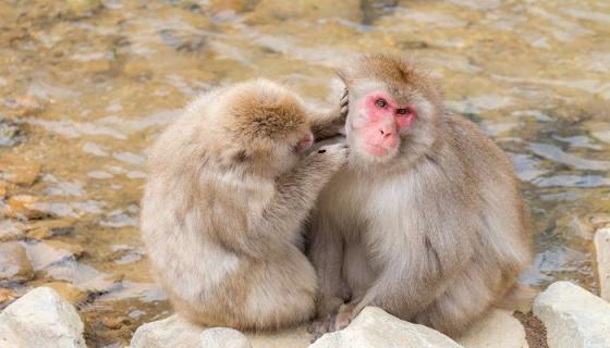 付诸东流是什么生肖