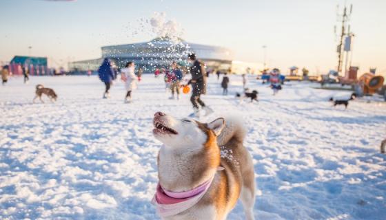 梦见在雪地里开车是什么意思