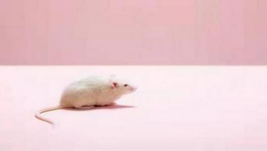 后来居上指什么生肖