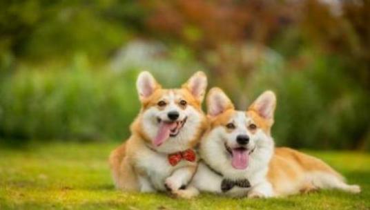 夏日如虫三伏天指什么生肖