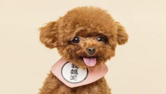 花旦三步指什么生肖