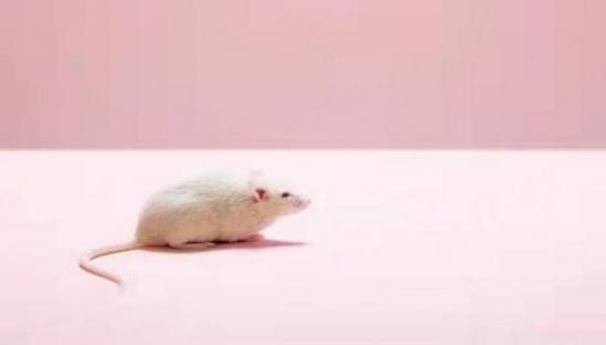 瞒上欺下打一生肖