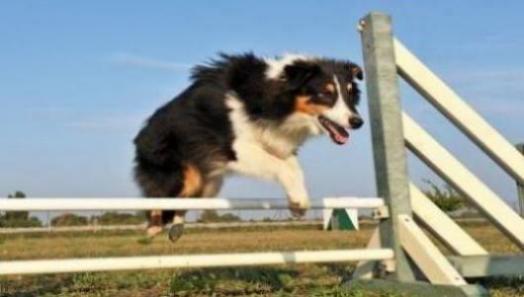 金犬野地巡是什么生肖