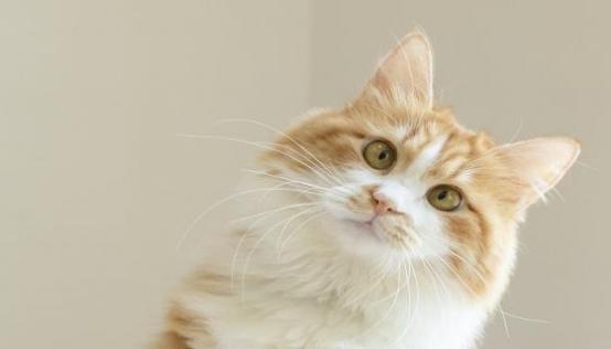 梦见被猫咬是什么意思 梦见被猫咬是什么预兆