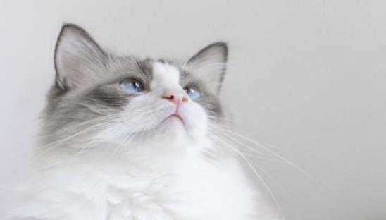 半夜三更听到猫叫什么预兆