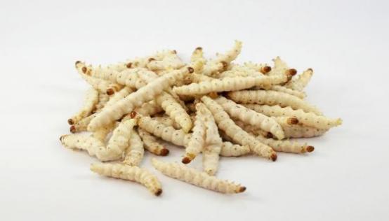 梦见白色的虫子是什么意思 梦见白色的虫子有什么预兆