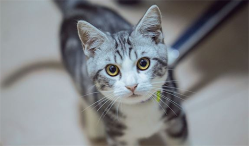 梦见被猫咬出血是什么意思 梦见被猫咬手是什么意思