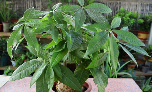 十大客厅风水植物旺宅 十大客厅风水植物旺财的有哪些