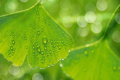 不同年份的属牛人出生在雨水节气命运如何