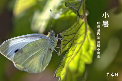 2023年小暑是伏天的第一天吗 小暑吃饺子有什么意义